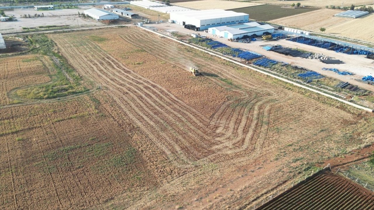 Şanlıurfa'da Nohut Hasadı, İhtiyaç Sahiplerine Dağıtılacak