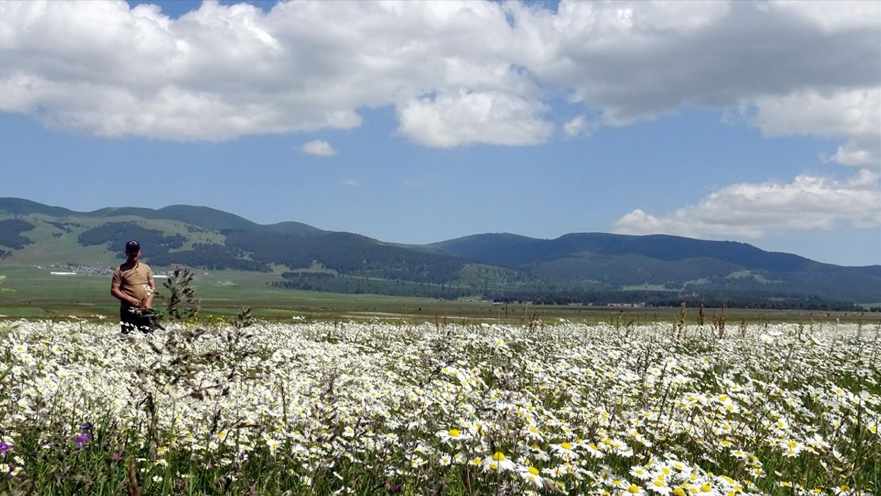 Sarıkamış Kışın Beyaza Bürünüyor, Yazın Papatya Ziyafeti