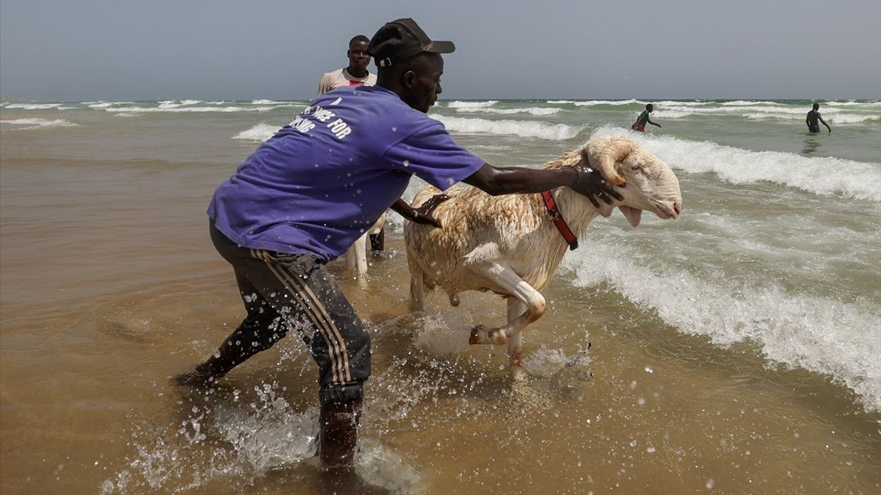 Senegal'de Kurbanlık Koyunlar Okyanusta Yıkanıyor