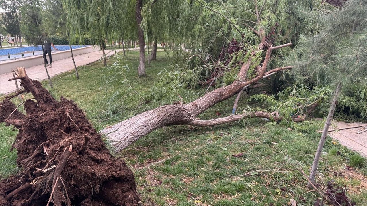 Siirt'te Kuvvetli Rüzgar Ağaç Devrildi, İki Yaralı
