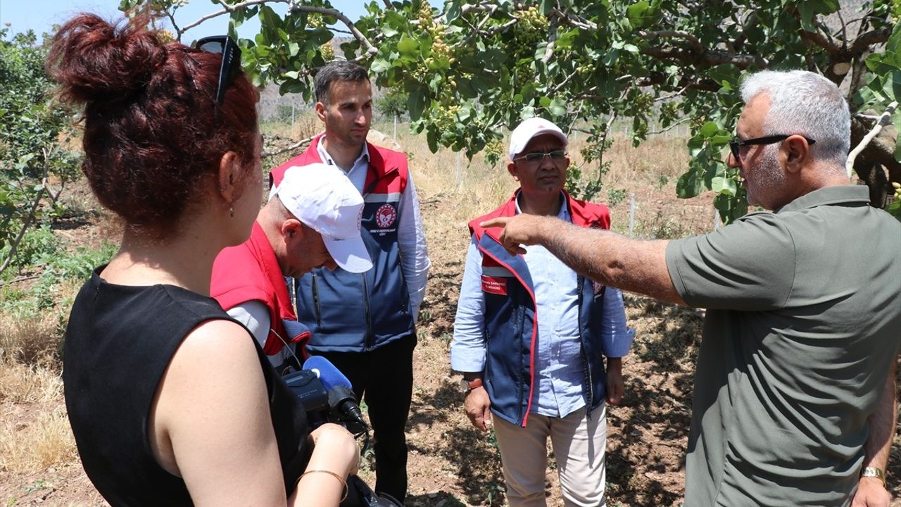 Siirt'te Trabzon Hurması Fidanları İlk Meyvelerini Verdi