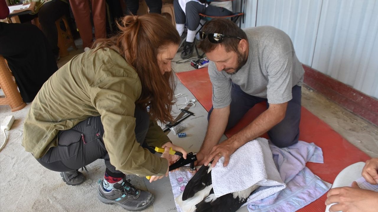 Sinop'ta 82 Leylek Yavrusu Sağlık Kontrolünden Geçirildi
