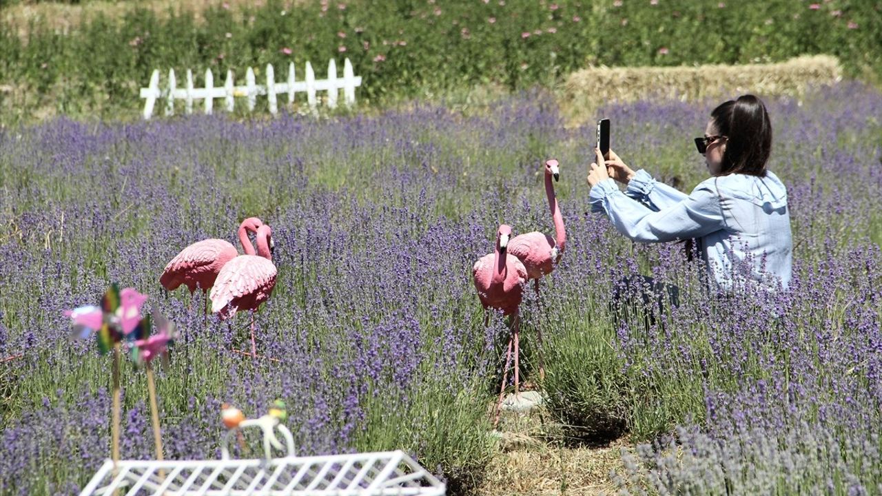 Sinop'ta Kadın Girişimci Lavanta Tarlası Kurdu