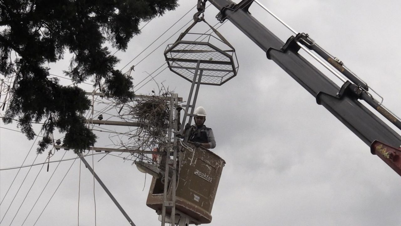 Sinop'ta Leyleklerin Güvenliği için Yapay Platformlar Kuruluyor