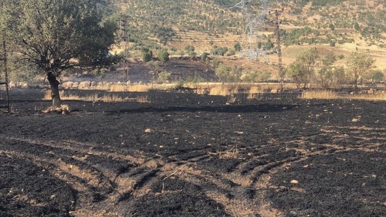 Şırnak'ta 50 Dönüm Buğday Alanı Yangında Zarar Gördü