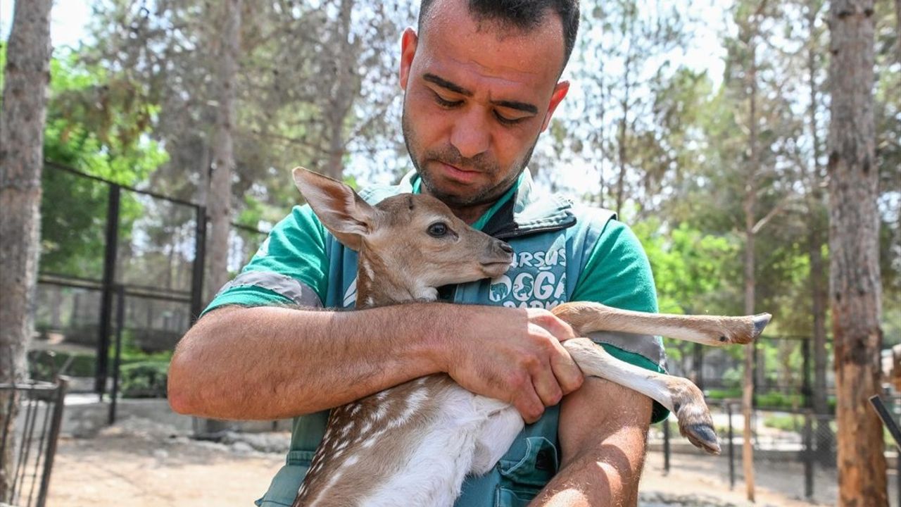 Tarsus Doğa Parkı'nda Yeni Yavru Sevinci: Lemur, Geyik, Zebra ve Taylar Dünyaya Geldi
