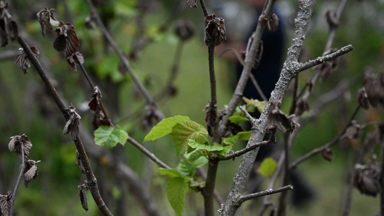 TBMM Komisyonu Düzce ve Sakarya'daki Zirai Don Zararlarını İnceledi