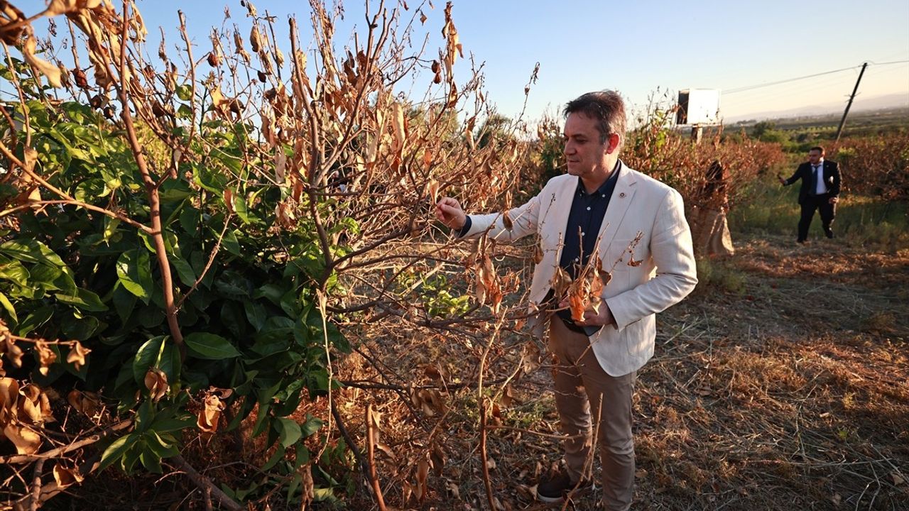 TBMM Zirai Don Komisyonu, Mersin'deki Narenciye Bahçelerini İnceledi