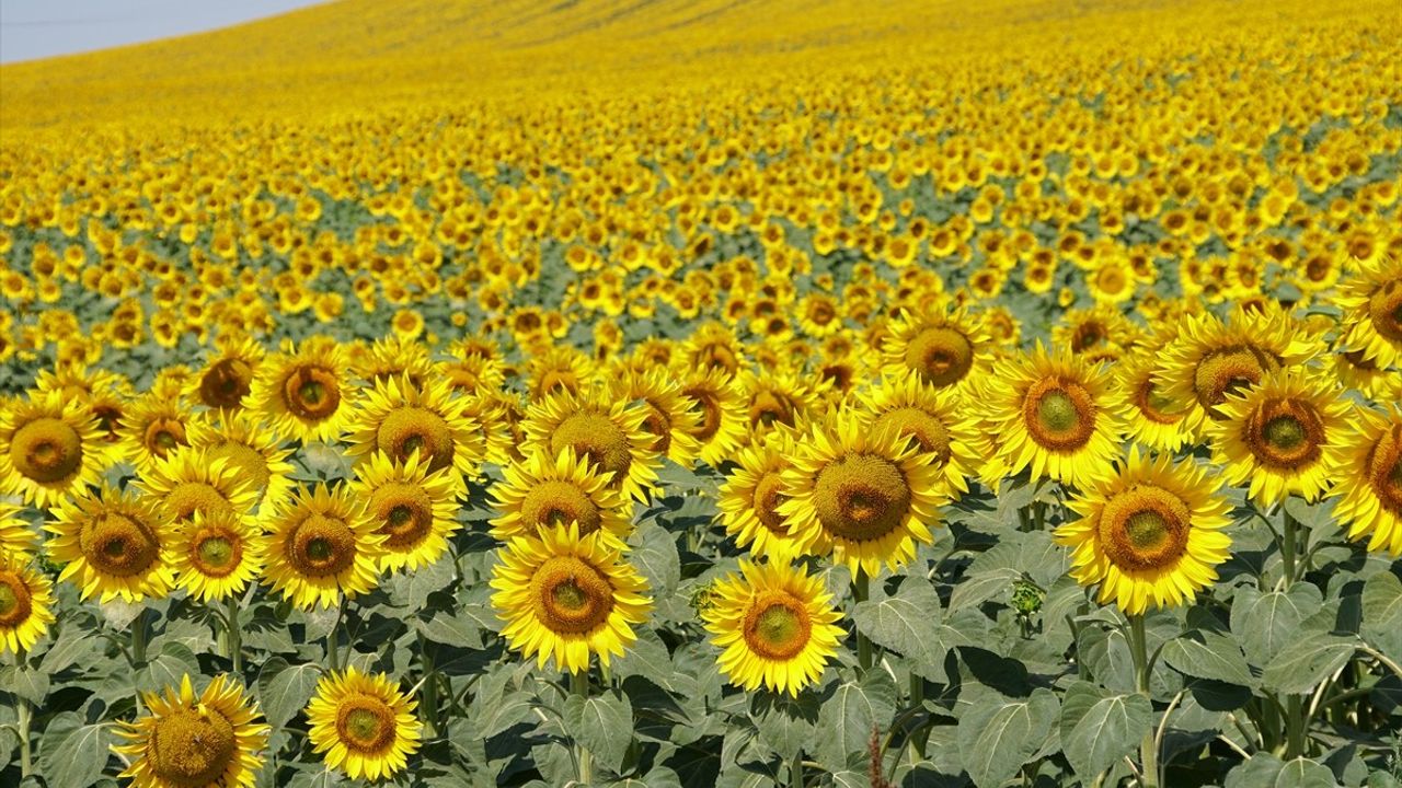 Tekirdağ'da Ayçiçekleriyle Doğa Sarıya Büründü
