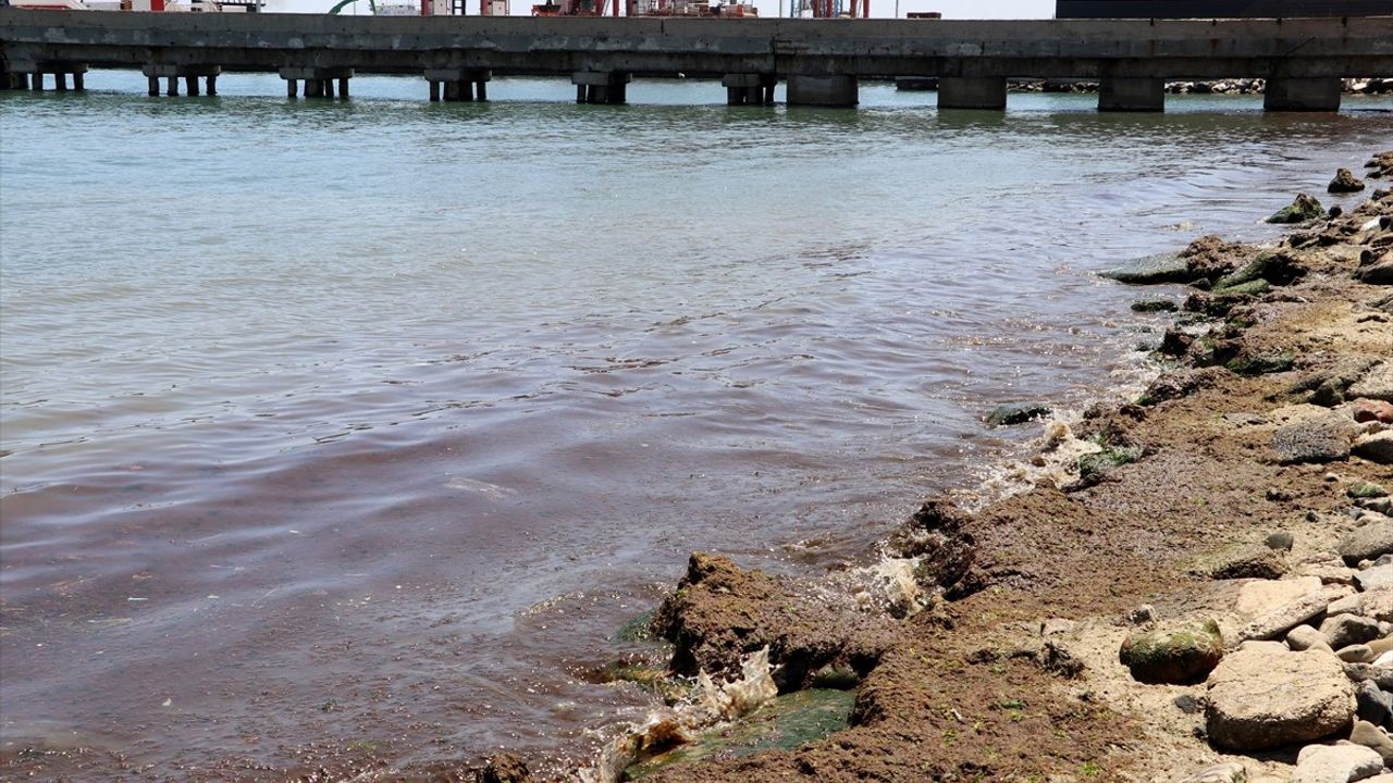 Tekirdağ'da Poyraz Rüzgarı Kırmızı Yosunları Kıyıya Taşıdı