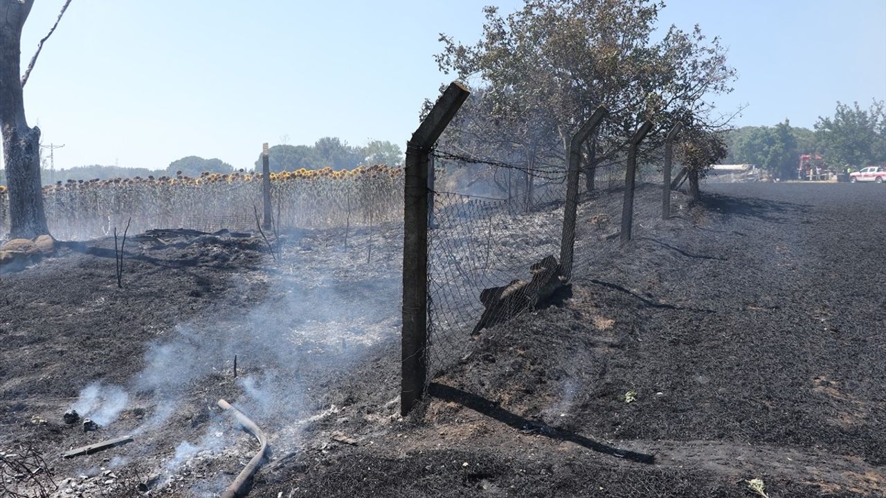Tekirdağ'daki Buhday Tarlası Yangını Kontrol Altına Alındı: 35 Küçükbaş Hayvan Telef Oldu