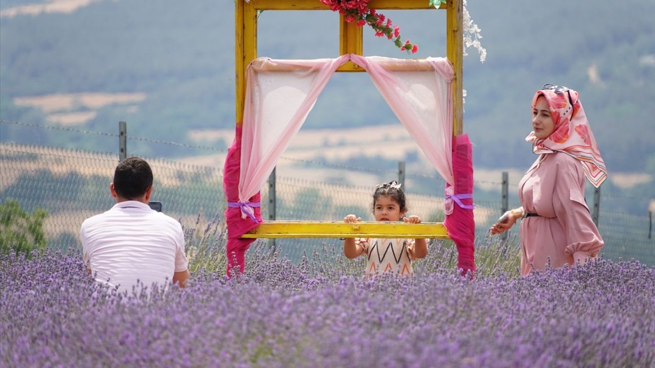 Tekirdağ'daki Lavanta Tarlaları Hafta Sonu Ziyaretçilerini Ağırlıyor