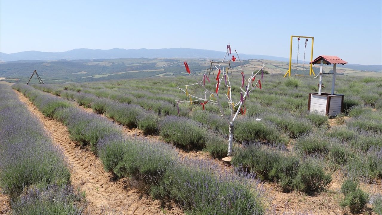Tekirdağ'ın Lavanta Tarlaları Turizm Sezonuna Hazır