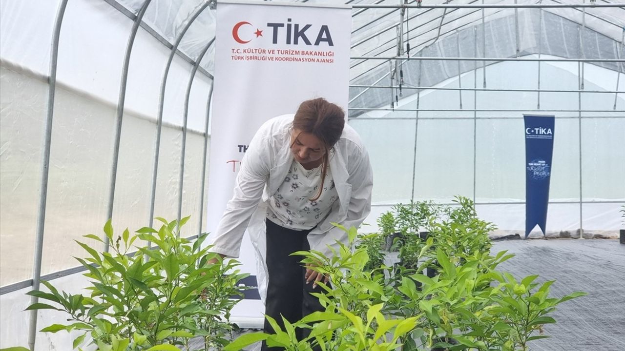 TİKA, Azerbaycan'da Çay ve Narenciye Seraları Kurdu