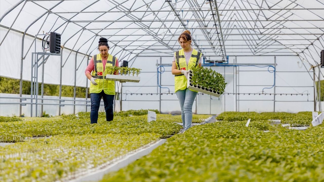 TİKA, Bosna Hersek'in Tarımsal Üretimine Destek Oluyor