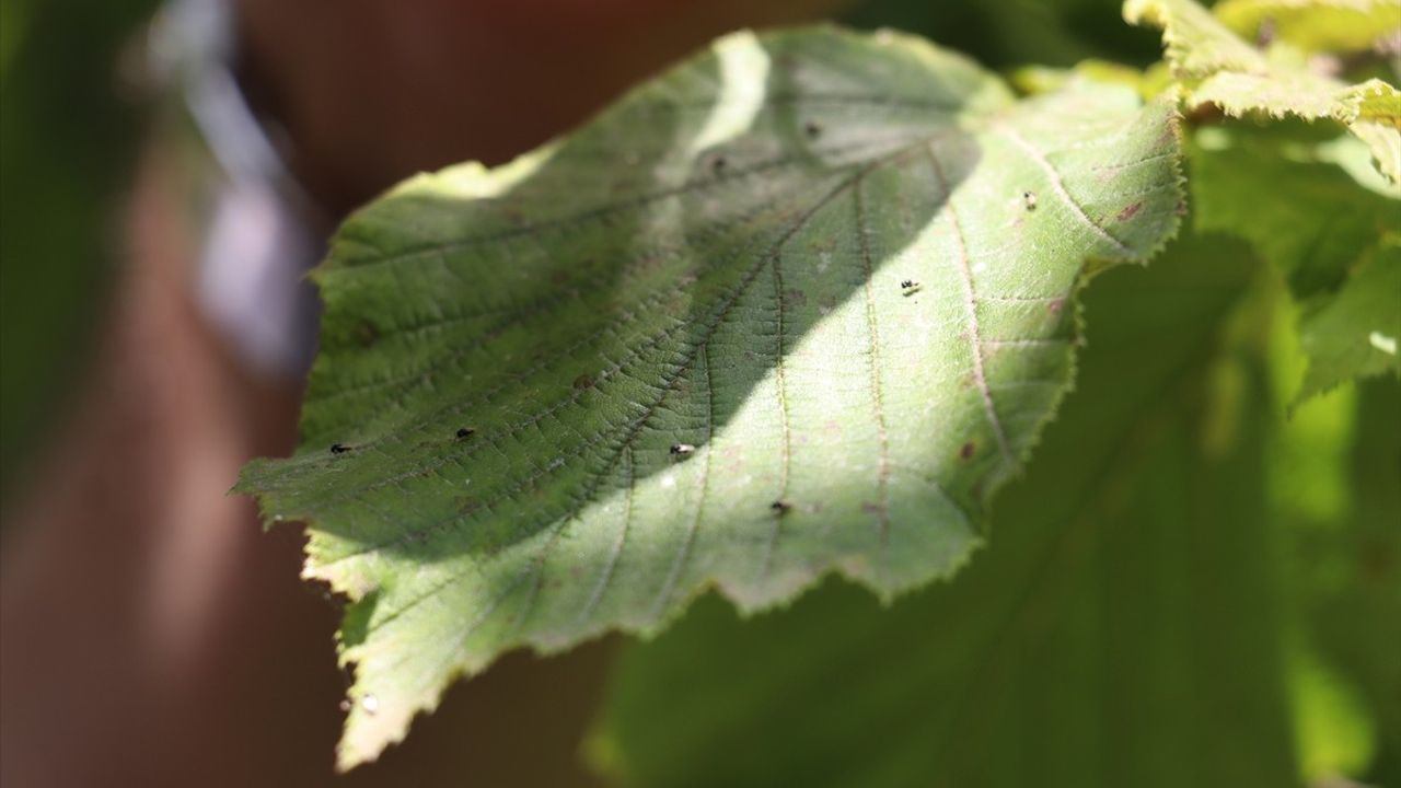 Trabzon'da 56 Bin Samuray Arısı Doğaya Salındı