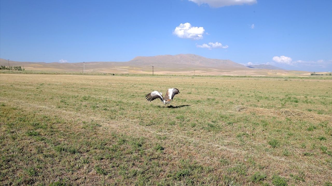 Van'da Tedavi Edilen Toy Kuşu Doğaya Salındı