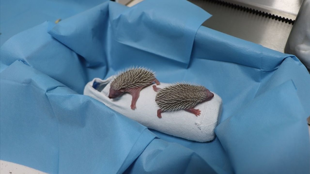 Yalova'da Koruma Altına Alınan 3 Kirpi Yavrusuna Özel Bakım