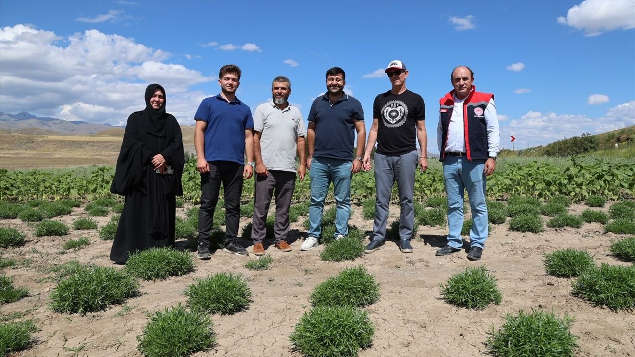 ABD'li Baharat Firması Bayburt'ta Tarhun Tarlalarını İnceledi