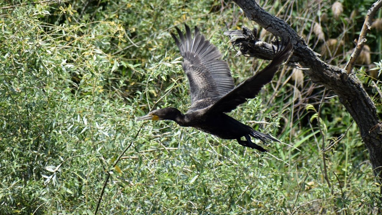 Adala Kanyonu, Su ile Yeniden Hayat Buldu