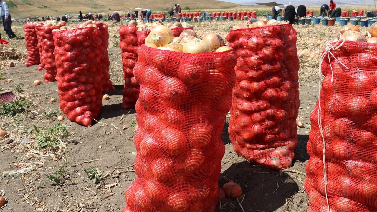 Amasya'da Kuru Soğan Hasadı Başladı!