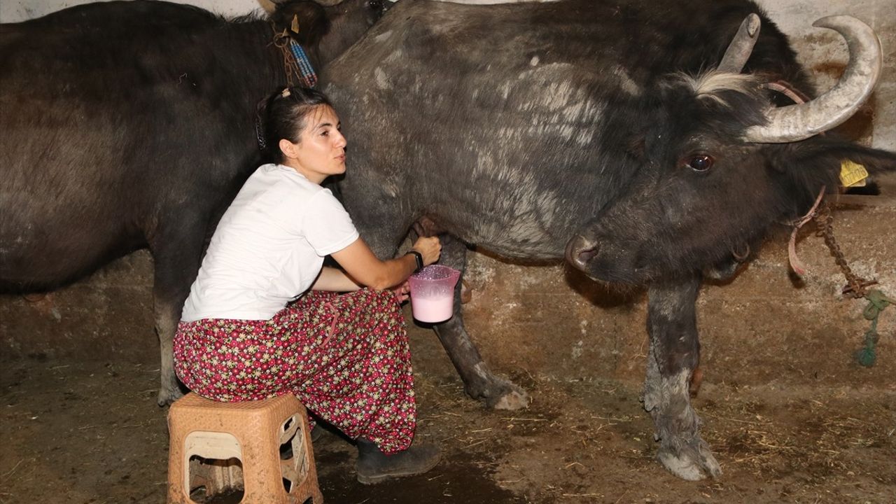 Amasya'da Manda Yetiştiriciliği: Veysel ve Azize Özkan Çifti’nin Başarı Hikayesi