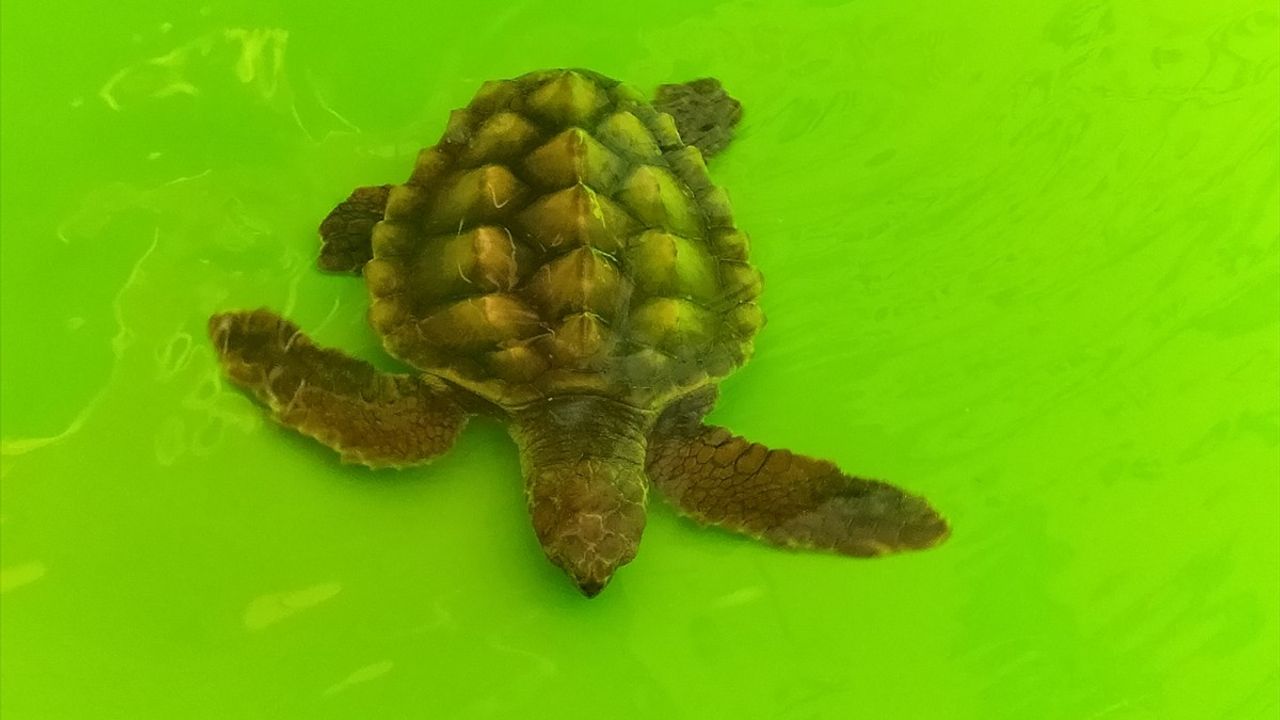 Antalya'da Çuvala Dolanan Caretta Caretta Yavrusu Kurtarıldı ve Denize Salındı