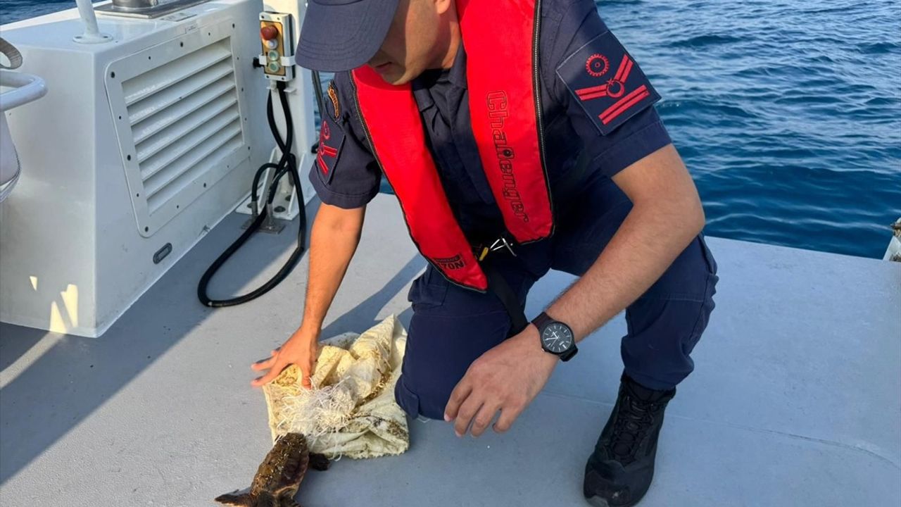 Antalya'da Deniz Kaplumbağası Çuvaldan Kurtarıldı