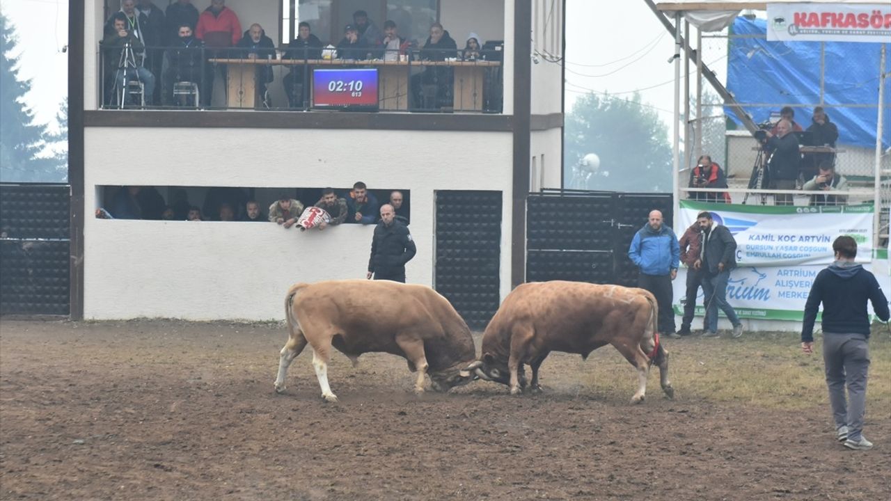 Artvin'de 44. Kafkasör Festivali Boğa Güreşleriyle Şenleniyor