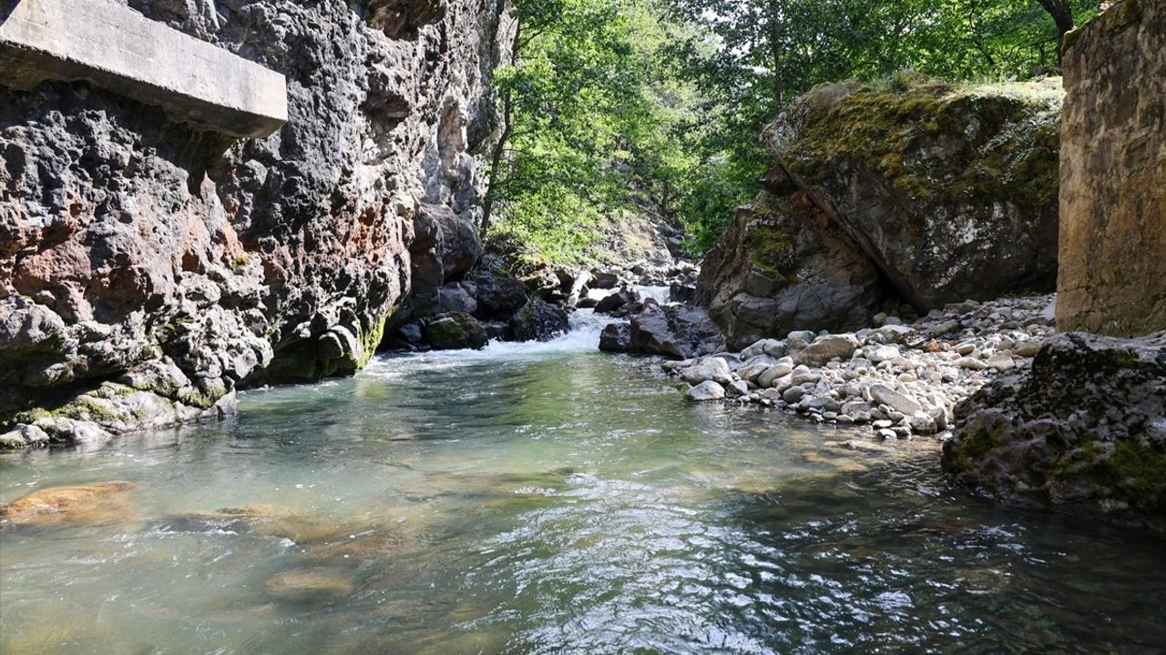 Artvin'de 5 Bin Kırmızı Benekli Alabalık Yavrusu Doğaya Salındı