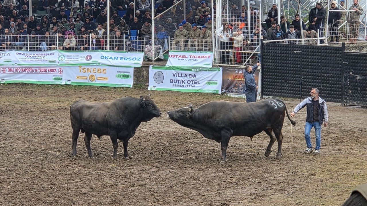 Artvin’de Boğa Güreşleriyle 44. Kafkasör Festivali Coşkulu Devam Ediyor