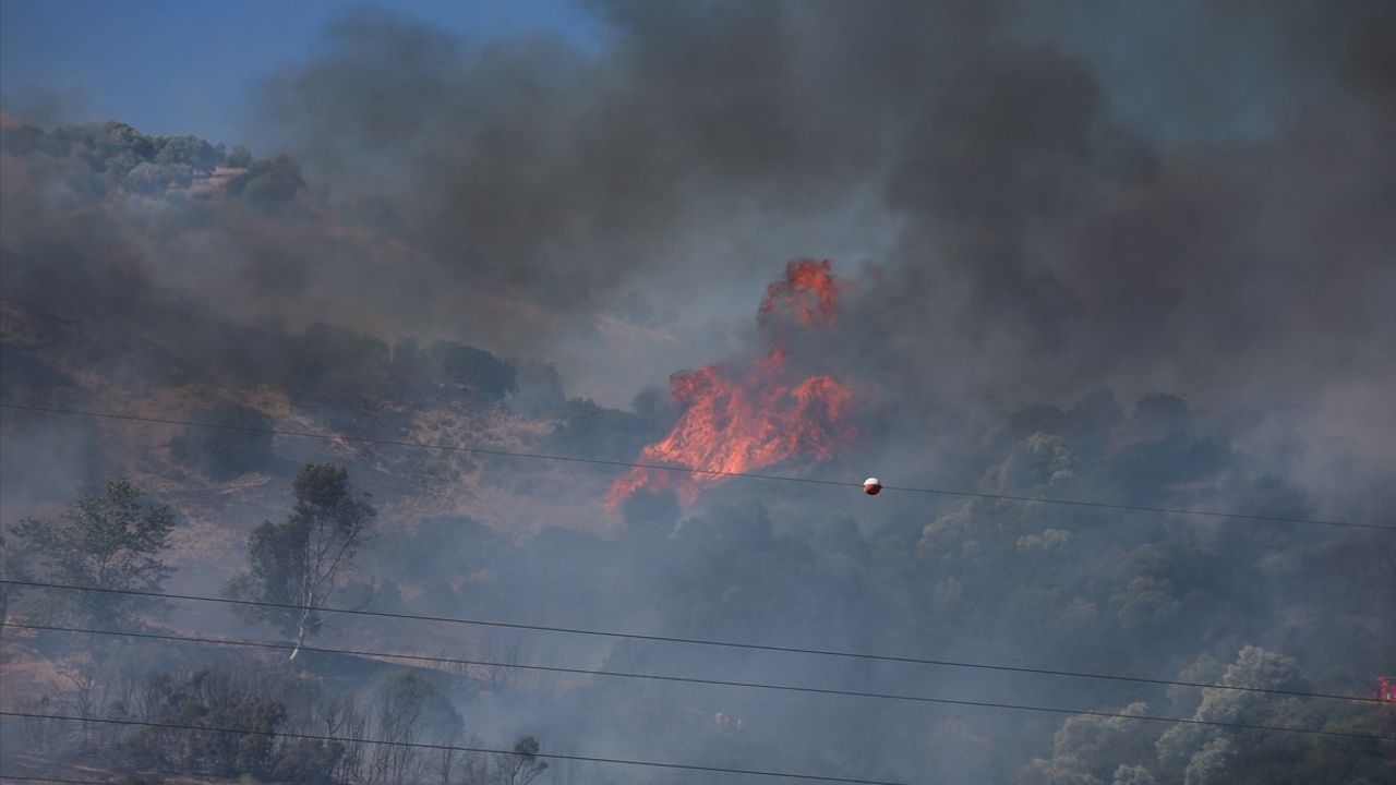 Aydın'daki Zeytinlik Yangını Kontrol Altına Alındı