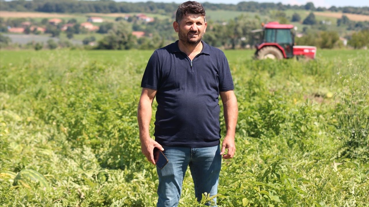 Bafra Ovası'nda 94 Bin 500 Ton Karpuz Rekoltesi Bekleniyor
