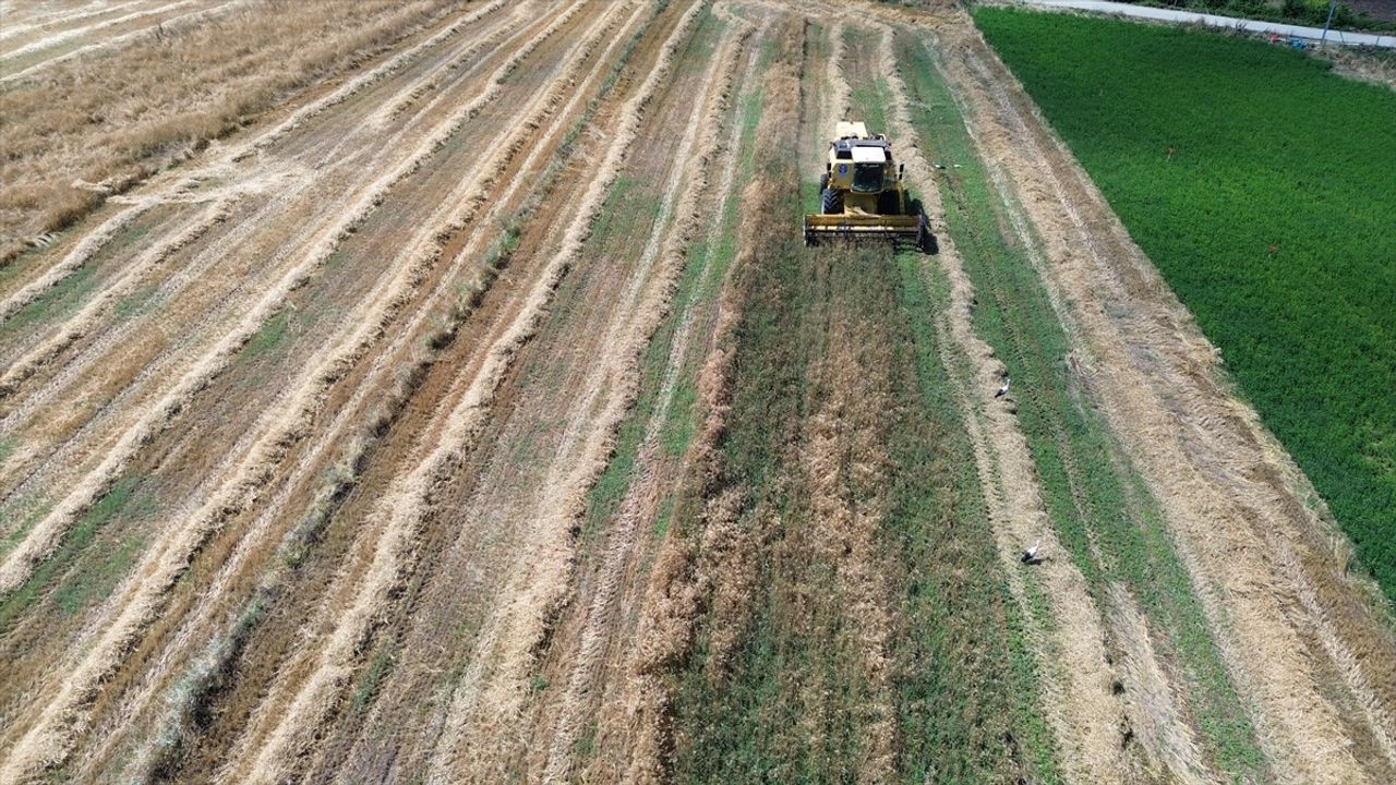Bafra Ovası'nda Hububat Hasadı Başladı