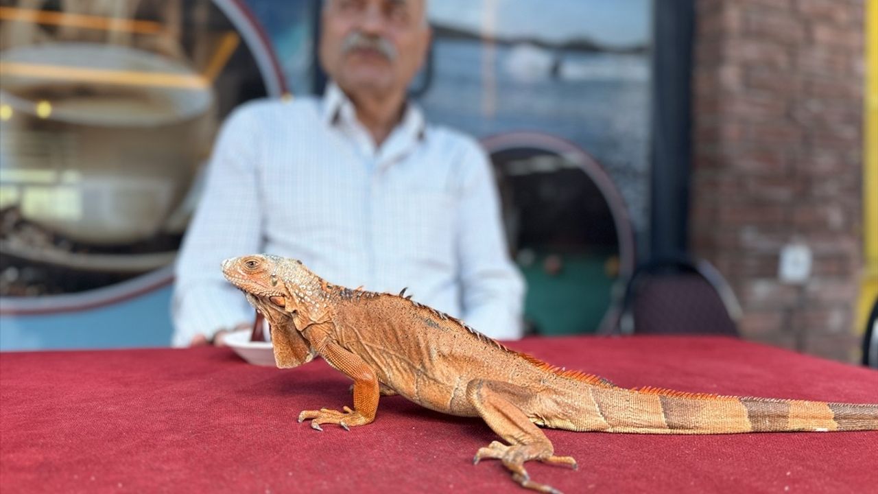 Bahadın'ın Maskotu Ökkeş: Iguana İlgi Odağı Oldu
