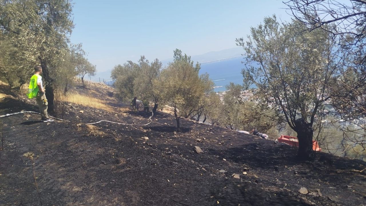 Balıkesir'de Zeytinlikteki Yangın Kontrol Altına Alındı