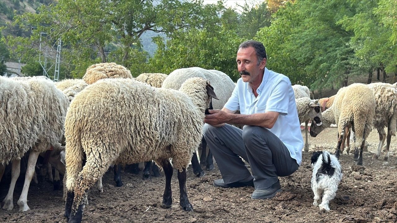 Bartın'da Çiftçi, Koyunlarını Dronla Kurt Saldırısından Korumayı Başardı