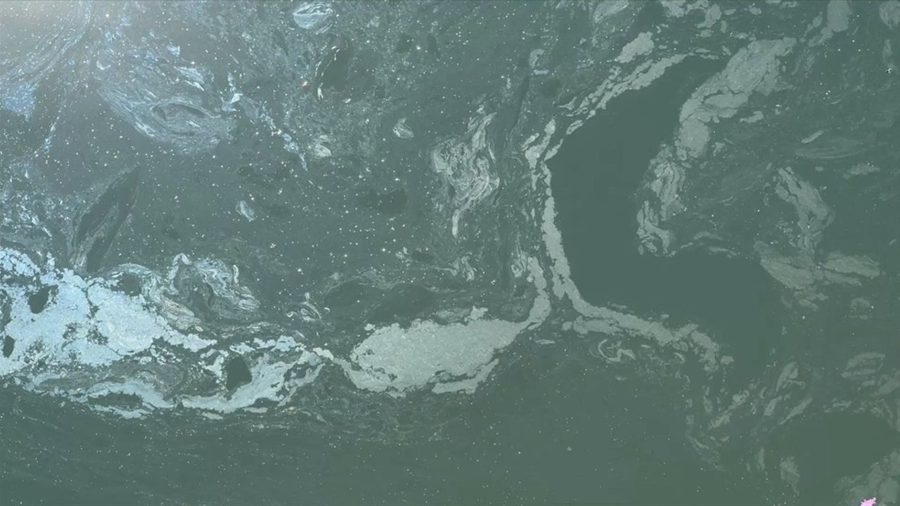 Bartın'da Toplu Balık Ölümleri İçin İnceleme Başlatıldı