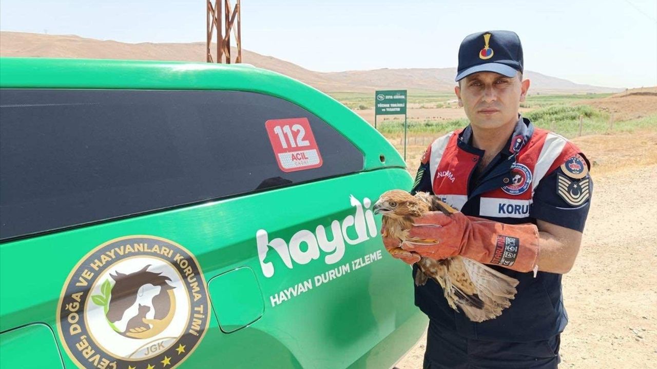 Batman'da Yaralı Şahin Jandarma Tarafından Kurtarıldı