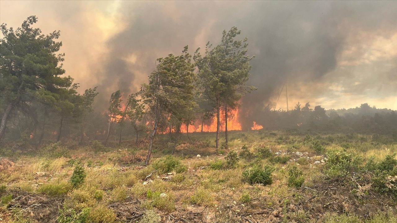 Bilecik'te Orman Yangınına Hızla Müdahale Ediliyor
