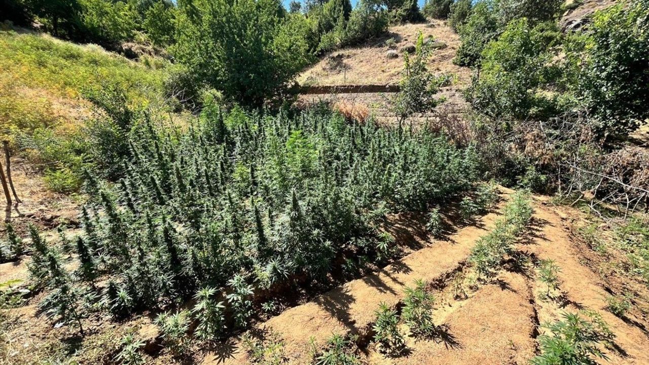 Bingöl'de Bin 651 Kök Hint Keneviri Ele Geçirildi