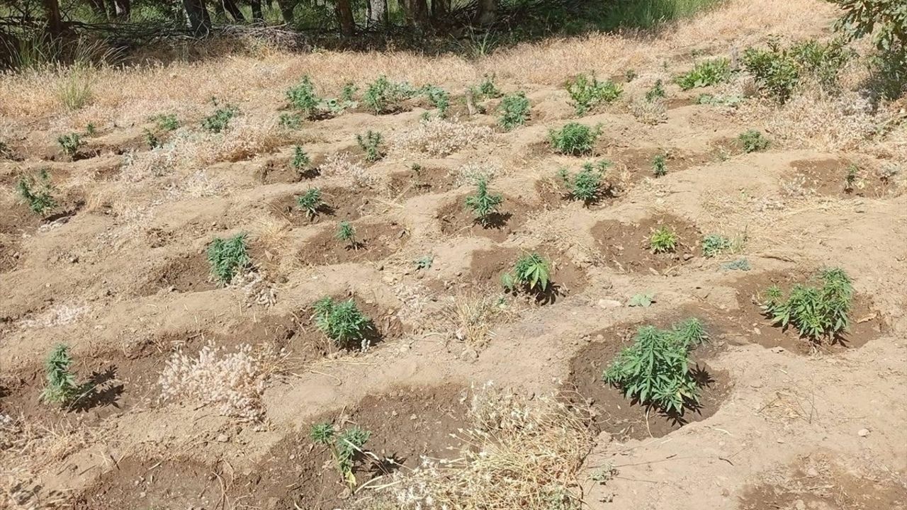 Bingöl'de Operasyonda 5 Bin 990 Kök Hint Keneviri Ele Geçirildi