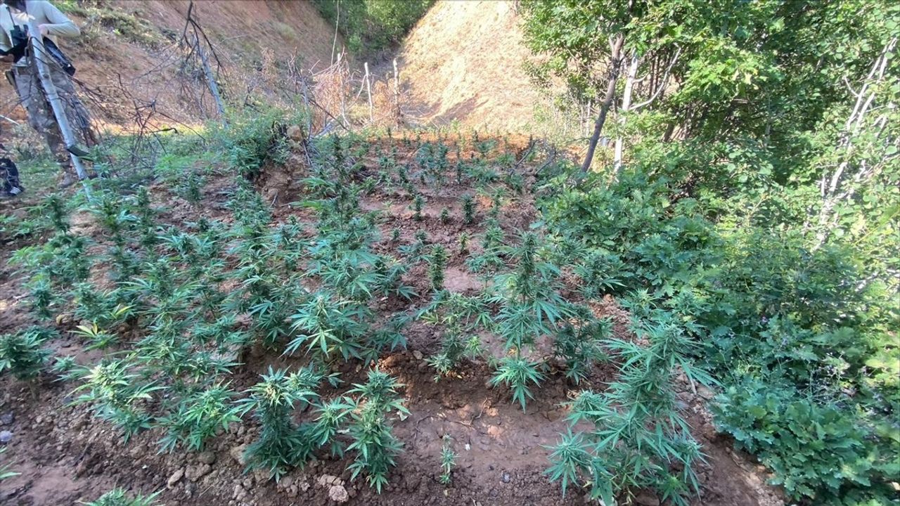 Bingöl'de Uyuşturucu Operasyonu: 1520 Kök Hint Keneviri ve 4000 Kök Skunk Ele Geçirildi