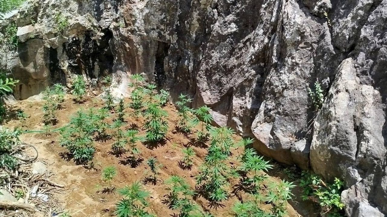 Bingöl'de Uyuşturucu Operasyonu: 843 Kök Hint Keneviri Ele Geçirildi