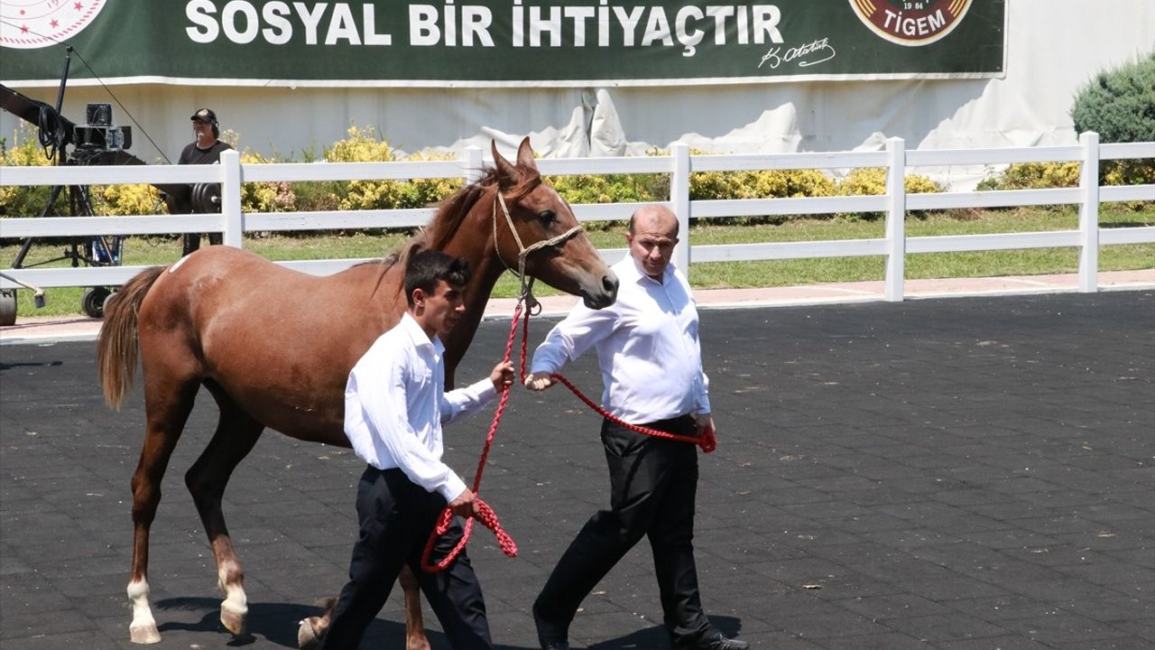 Bursa'da Arap Taylarından 23 Milyon Lira Gelir Elde Edildi