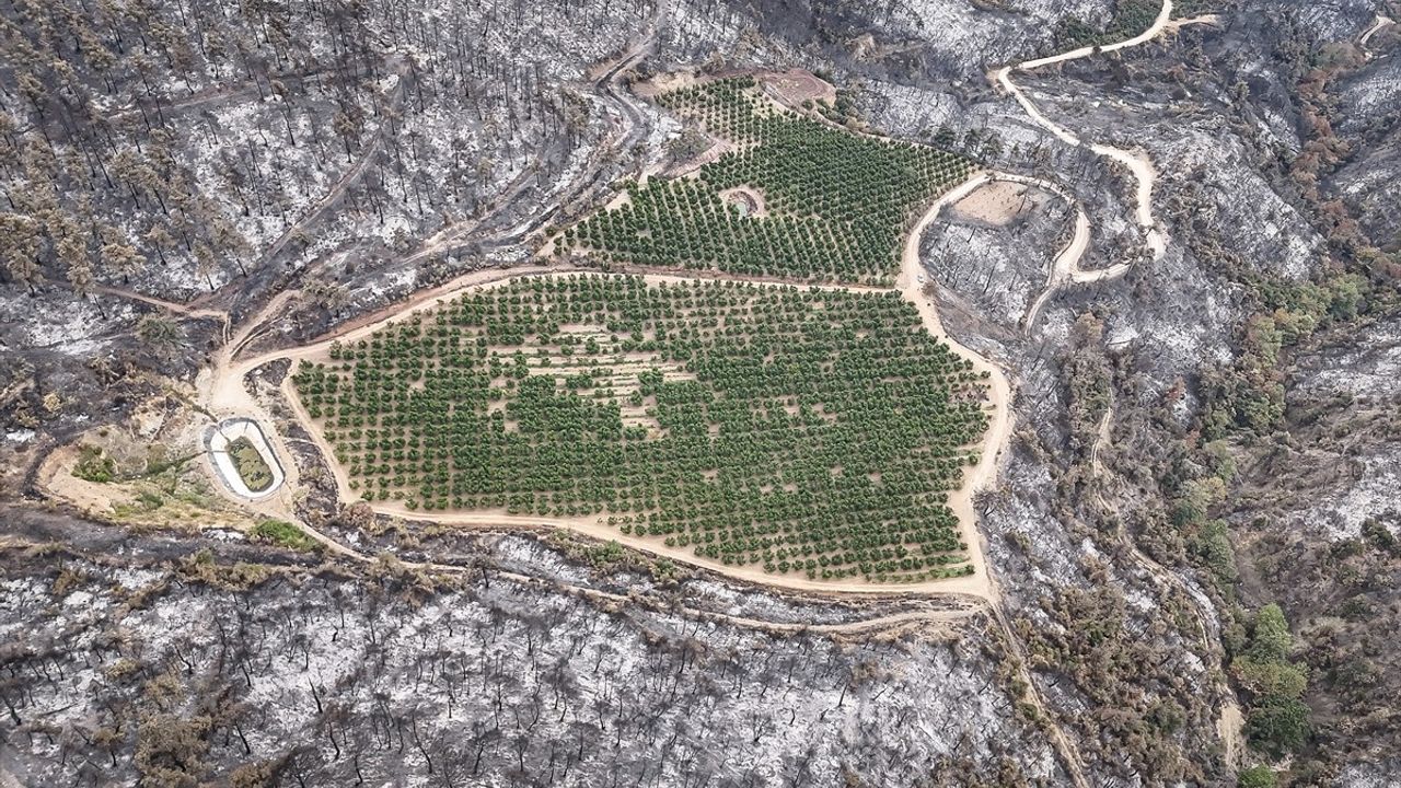 Bursa'daki Nektarin Bahçesi Yangından Korkmadı