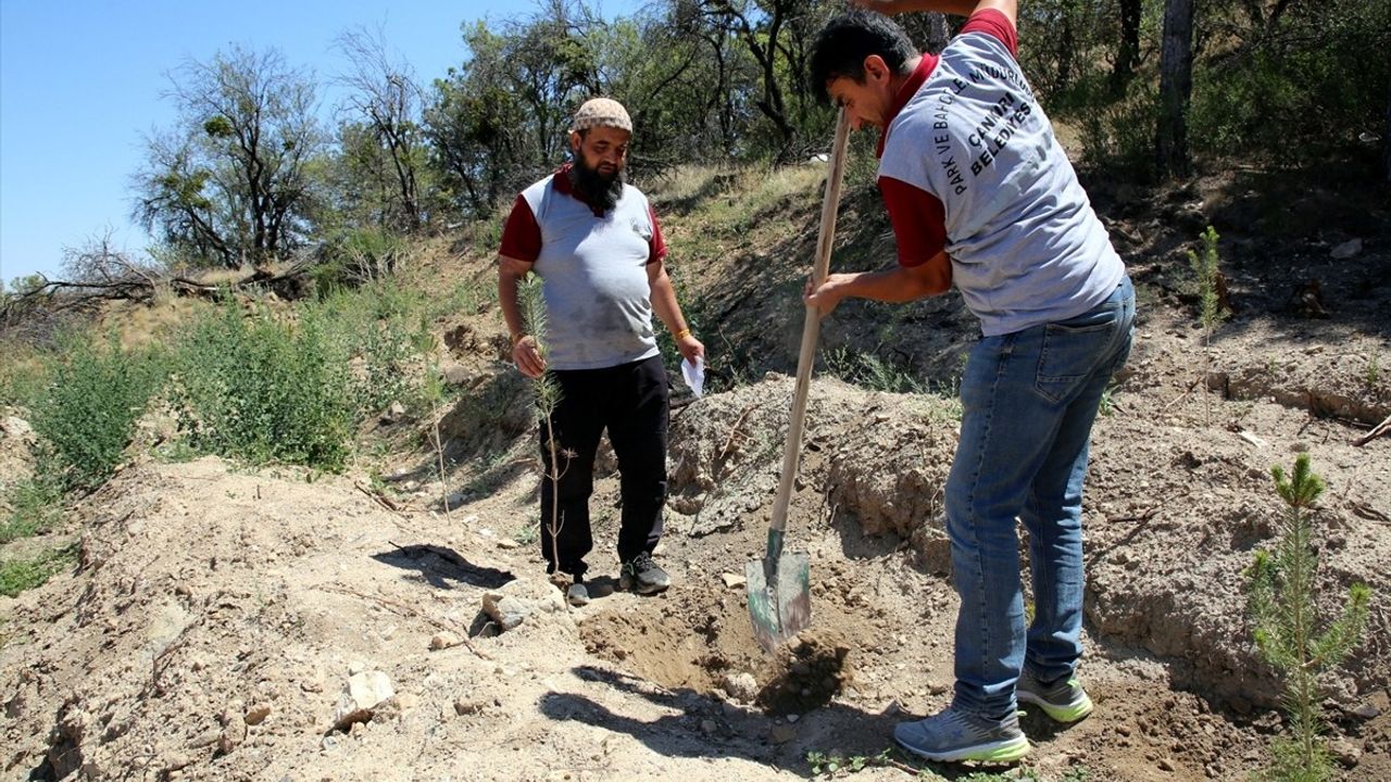 Çankırı'da Her Bebek İçin Fidan: Nikahı Kıyılan Her Çift İçin Ağaçlandırma Projesi