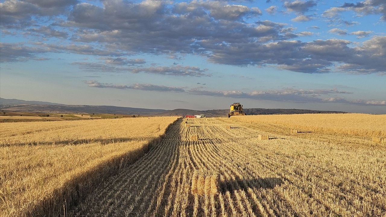 Çankırı'daki Buğday Tarlaları Leyleklerin Beslenme Noktası Oldu