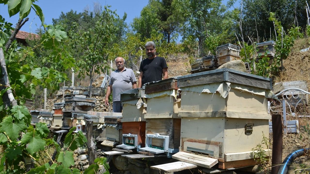Çorum'da Ayı, Arı Kovanlarına Zarar Verdiği Anlar Fotokapanla Görüntülendi