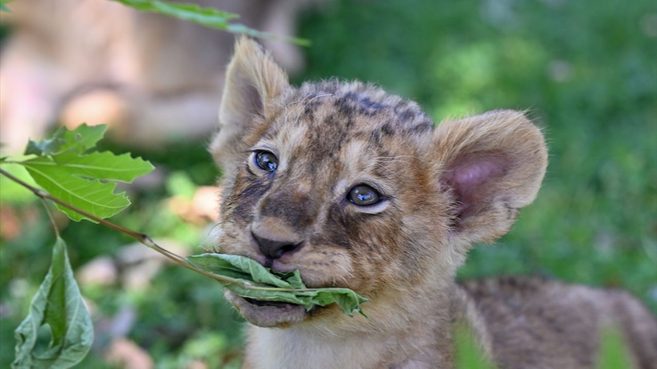 Cumhurbaşkanı Erdoğan'ın Aslan Yavrularına İsim Aranıyor